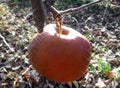 Frozen red apple in the tree Royalty Free Stock Photo
