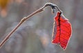 Frozen red autumn leaf Royalty Free Stock Photo