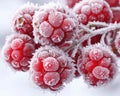 Frozen red berries covered in snow Royalty Free Stock Photo