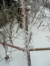 Frozen red berries on rowen tree covered with frost.