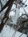 Frozen red berries on rowen tree covered with frost.