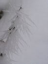 Frozen red berries on rowen tree covered with frost. Winter Winter in United States.