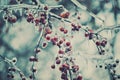 Frozen Red Berries on a Tree - Retro Royalty Free Stock Photo