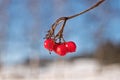 Frozen red berry on a branch Royalty Free Stock Photo