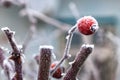 Frozen red berry covered with hoarfrost hang on a shrub branch in winter Royalty Free Stock Photo