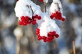 Frozen red berry under the snow on the tree branch in the winter forest Royalty Free Stock Photo