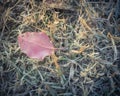 Close-up frozen red Bradford pear leaves on snowy grass ground Royalty Free Stock Photo