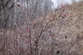 Frozen red wild rose berries on thorny branches covered with hoarfrost Royalty Free Stock Photo