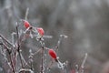 Frozen red wild rose berries on thorny branches covered with hoarfrost Royalty Free Stock Photo