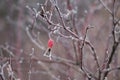 Frozen red wild rose berries on thorny branches covered with hoarfrost Royalty Free Stock Photo