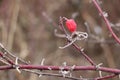 Frozen red wild rose berries on thorny branches covered with hoarfrost Royalty Free Stock Photo