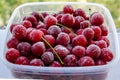 frozen red cherry fruit source of vitamins