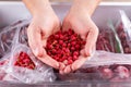 Frozen red currants in hand, closeup. Frozen berries and fruits in a plastic bag in refrigerator Royalty Free Stock Photo