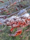 Frozen red flower , early snow , frost on the ground, green grass