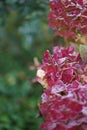 Frozen red hydrangea and leaf in garden with selective focus Royalty Free Stock Photo