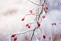 Frozen red rose hips, the accessory fruit of the rose plan Royalty Free Stock Photo