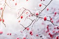 Frozen red rose hips, the accessory fruit of the rose plan Royalty Free Stock Photo
