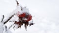 Frozen red rose hips with snowflakes on white snow in winter day Royalty Free Stock Photo