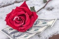 A frozen red rose lies on banknotes in the snow in the park