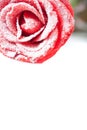 Frozen red rose in white frost Royalty Free Stock Photo