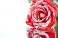 Frozen red rose in white frost lying on mirror Royalty Free Stock Photo