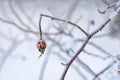 Frozen Red Rosehip On Branch Covered With Ice Royalty Free Stock Photo