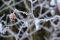 Frozen Red Rosehip On Branch Covered With Ice Royalty Free Stock Photo