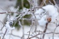 Frozen Red Rosehip On Branch Covered With Ice Royalty Free Stock Photo