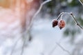 Frozen Red Rosehip On Branch Covered With Ice Royalty Free Stock Photo