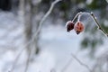 Frozen Red Rosehip On Branch Covered With Ice Royalty Free Stock Photo