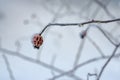 Frozen Red Rosehip On Branch Covered With Ice Royalty Free Stock Photo