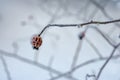 Frozen Red Rosehip On Branch Covered With Ice Royalty Free Stock Photo