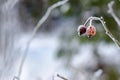 Frozen Red Rosehip On Branch Covered With Ice Royalty Free Stock Photo