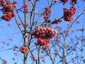 Frozen red rowan berries on a background of blue sky