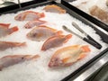 Frozen red tilapia fish on ice for sale in supermarket. Bunch of fresh raw fish Royalty Free Stock Photo