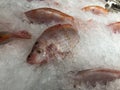 Frozen red tilapia fish on ice for sale in supermarket. Bunch of fresh raw fish Royalty Free Stock Photo