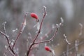 Frozen red wild rose berries on thorny branches covered with hoarfrost Royalty Free Stock Photo