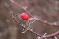 Frozen red wild rose berries on thorny branches covered with hoarfrost Royalty Free Stock Photo
