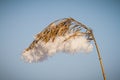 Frozen reed