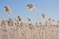 Frozen reed against blue sky