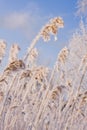 Frozen reed against blue sky