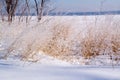 Frozen reed and bushes