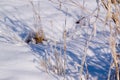 Frozen reed and bushes