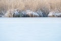 Frozen reed covered with ice at edge of lake. Royalty Free Stock Photo