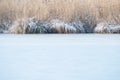 Frozen reed covered with ice at edge of lake.