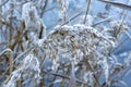 Frozen Reed