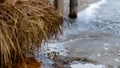 Frozen reed at the dock