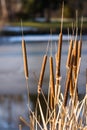 Frozen reed plant in the winter, lake in the background Royalty Free Stock Photo