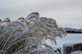 Frozen reed in public park Kumla Sweden