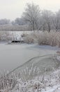 Frozen reeds and grass